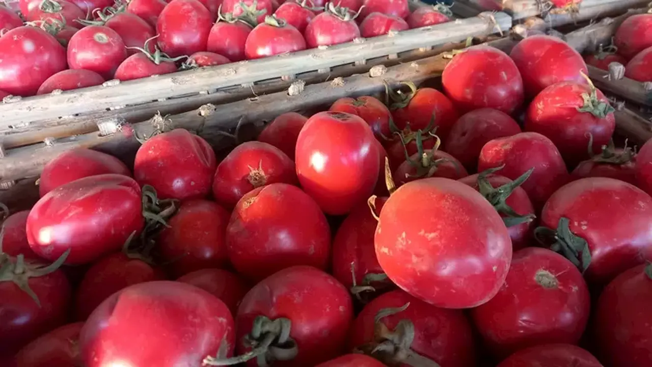 نقيب الفلاحين يكشف أسباب عزوف المزارعين عن زراعة الطماطم بعد خسائر العروة السابقة